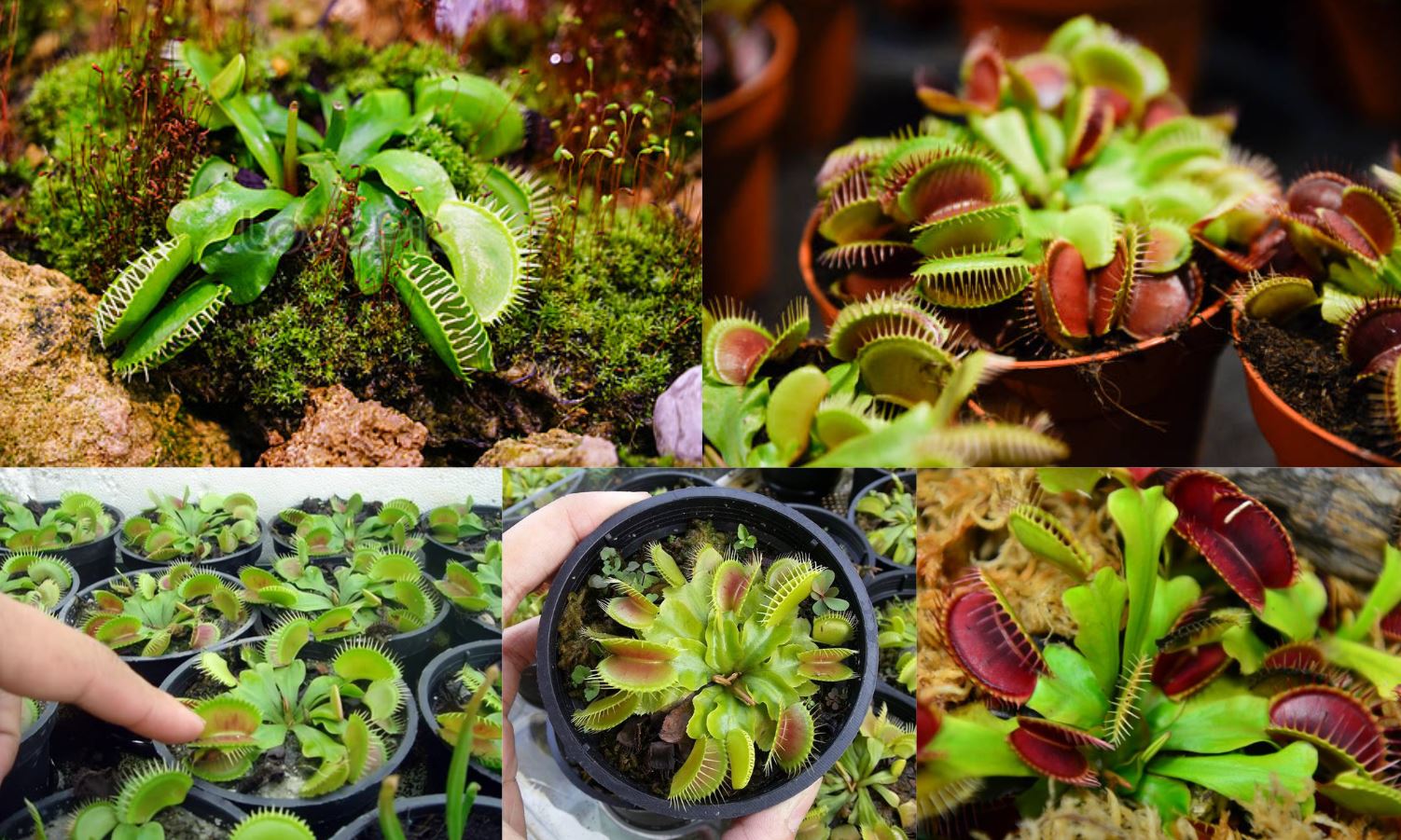 C&aacute;ch chăm s&oacute;c c&acirc;y Bắt Ruồi